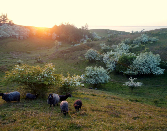 aug. 2023 &copy; Dorethes B&B