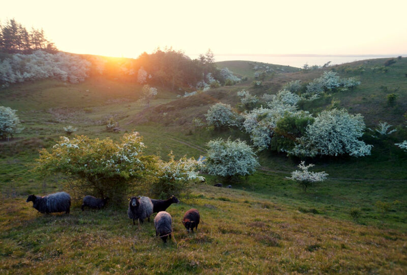 aug. 2023 &copy; Dorethes B&B