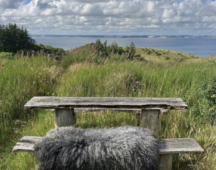 lammeskind på bænk